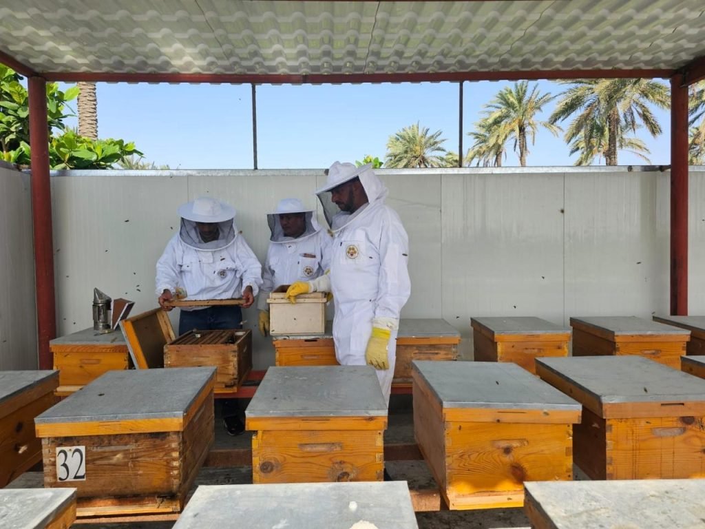 انطلاق الموسم السادس لمبادرة إنتاج عسل المانجروف 2026